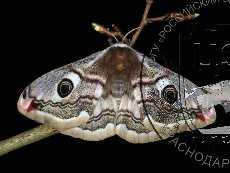 Павлиноглазка малая 001